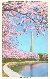 DC Cherry Blossoms Washington Monument Magnet