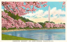 Washington Monument, Cherry Blossoms Postcard