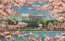 Cherry Blossoms and Tidal Basin Magnet