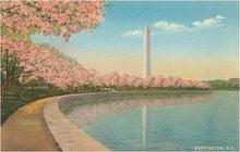 Washington Monument, Cherry Blossoms Magnet