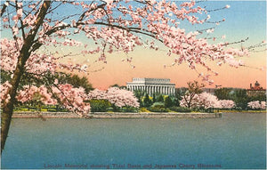 Cherry Blossoms, Lincoln Memorial Washington DC Magnet