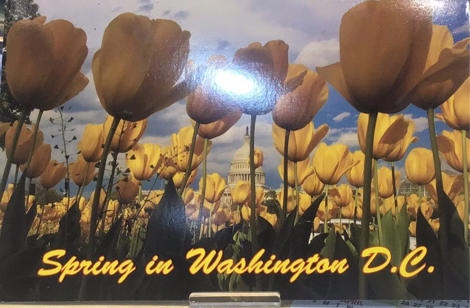 Spring in Washington D.C. Postcards by Jeff Malet